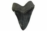 Huge Fossil Megalodon Tooth - South Carolina #340159-2